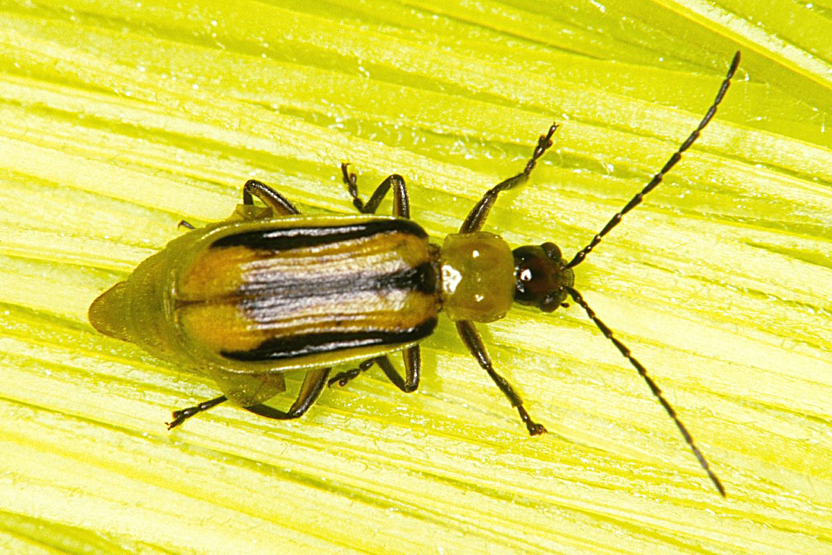 Predatory Beetles  University of Maryland Extension