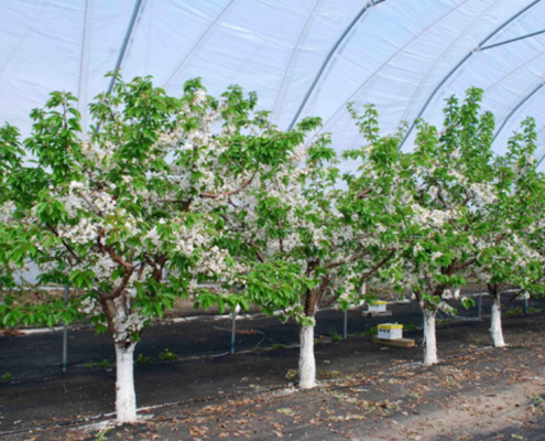 sweet cherry trees in a high tunnel