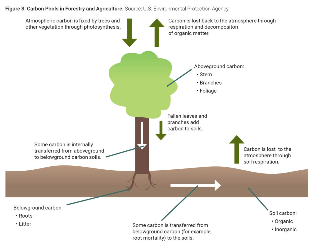 Figure 3 carbon pools in forestry and agriculture