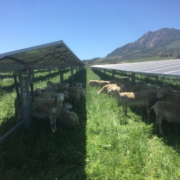 sheep under solar array