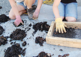 Worm castings are hand-sorted and fresh vermicompost is screened