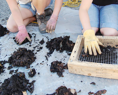 Worm castings are hand-sorted and fresh vermicompost is screened