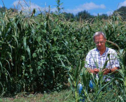 man kneeling in field of sweet corn
