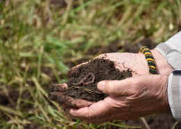 Hands holding healthy soil