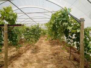 Grapes growing in a high tunnel at the University of Arkansas