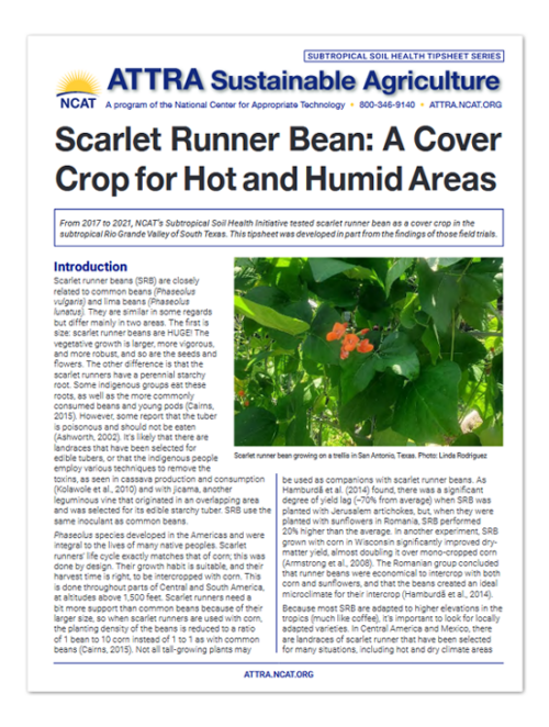IP625 Scarlet Runner Bean Tipsheet Cover Art