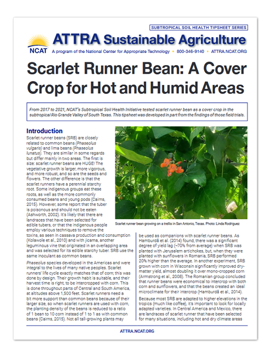 IP625 Scarlet Runner Bean Tipsheet Cover Art