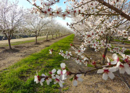 blooming trees in an almond orchard