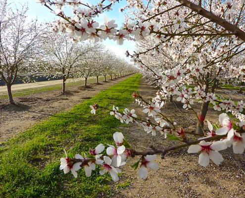 blooming trees in an almond orchard