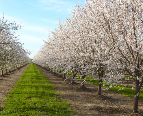 California almond orchard in bloom