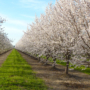 California almond orchard in bloom