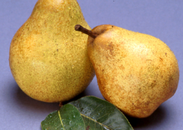 blake's pride pear