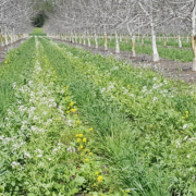 cover crops in alleys