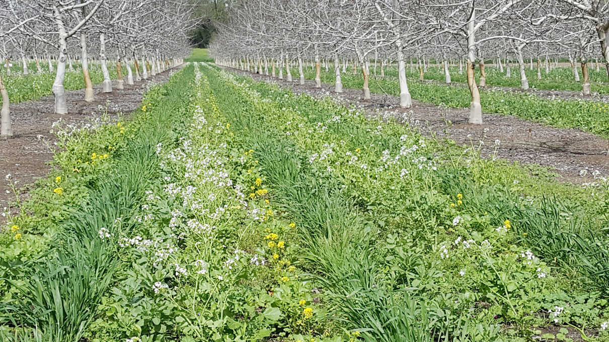 cover crops in alleys