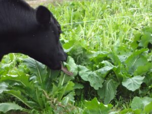 cow eating turnip