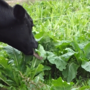 cow eating turnip