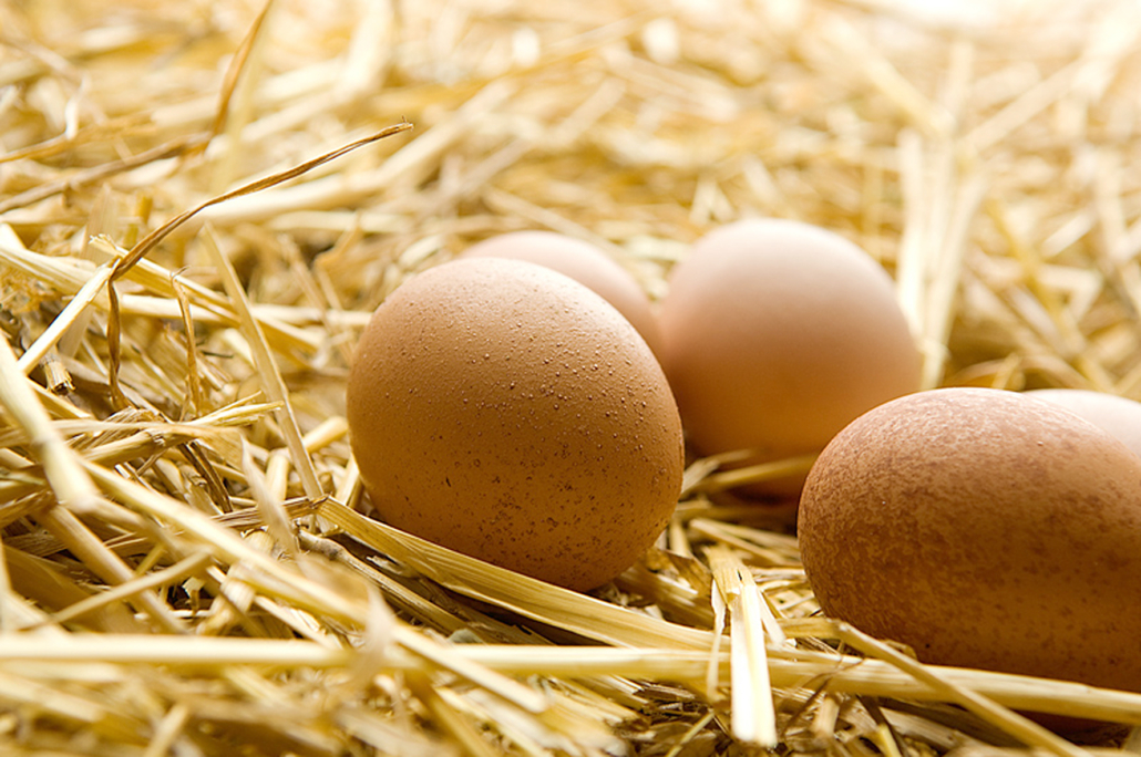 Top 3 Egg Collecting Baskets - Best Egg Baskets of 2022