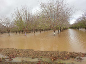 flooded almond orchard