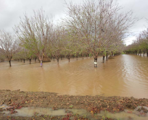 an orchard with muddy floodwaters standing among the trees