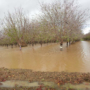 an orchard with muddy floodwaters standing among the trees