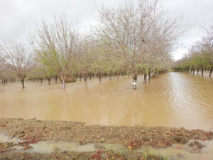 flooded orchard