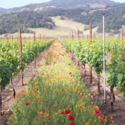 flowering cover crop