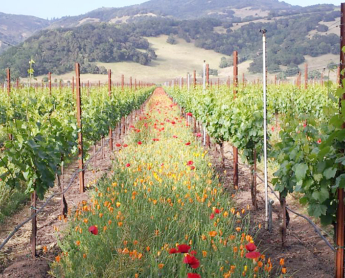 flowering cover crop