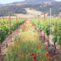 flowering cover crop