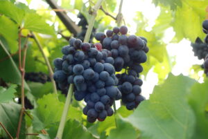 high tunnel grapes