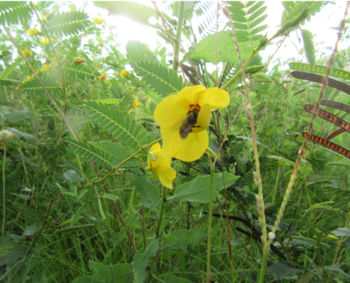 A honey bee visits a partridge pea flower
