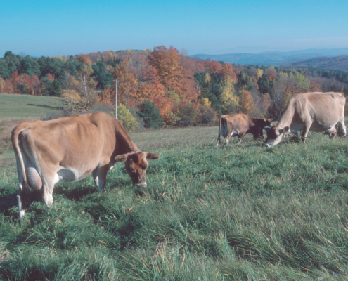 jerseys grazing