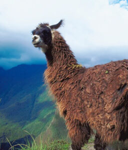 llama on mountain