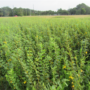 Partridge pea cover crop in Waller, Texas