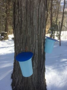 plastic bucket on maple tree