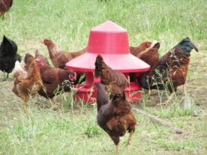 poultry feeder