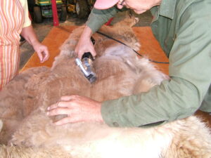 shearing fiber
