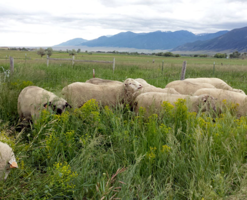 sheep grazing leafy spurge