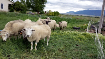 Using sheep to clean up an area before planting is a time-honored method. Modern electronet fencing makes controlling the animals much easier. Photo: Dave Scott, NCAT