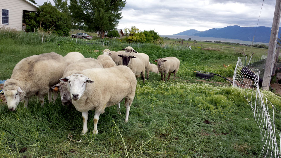 sheep in the garden