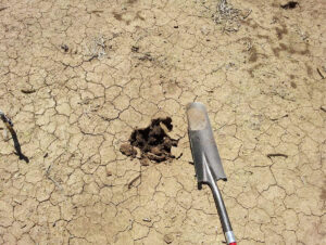 soil crusting in almond orchard due to flooding