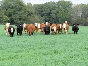 stocker cattle