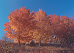 sugar maple trees with fall foliage