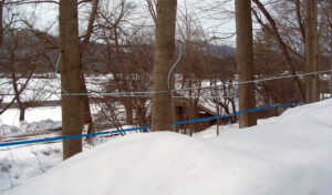 tube collection system on maple trees