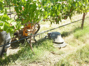 in-row vineyard weeder
