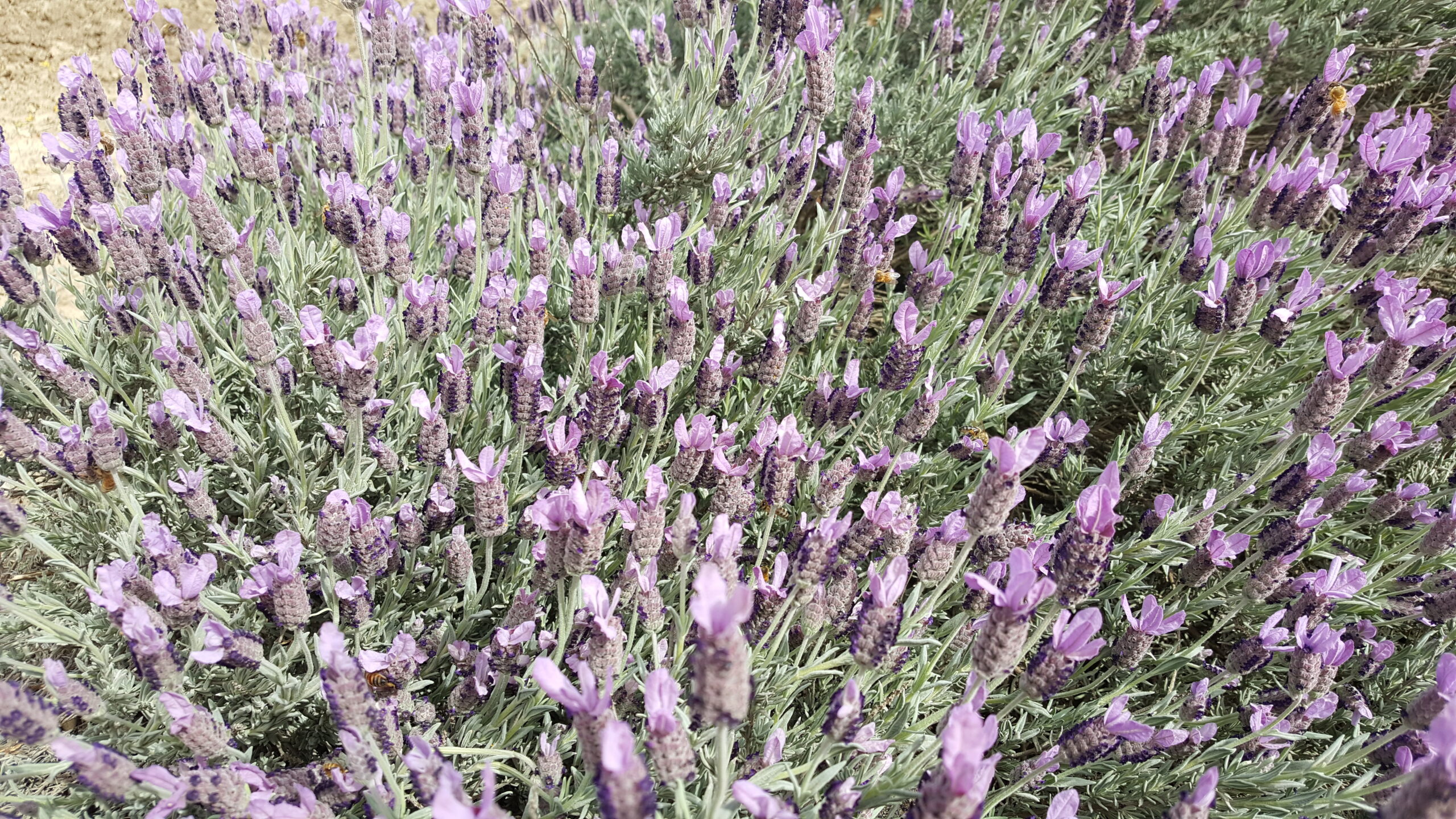 Closeup of Lavender in bloom