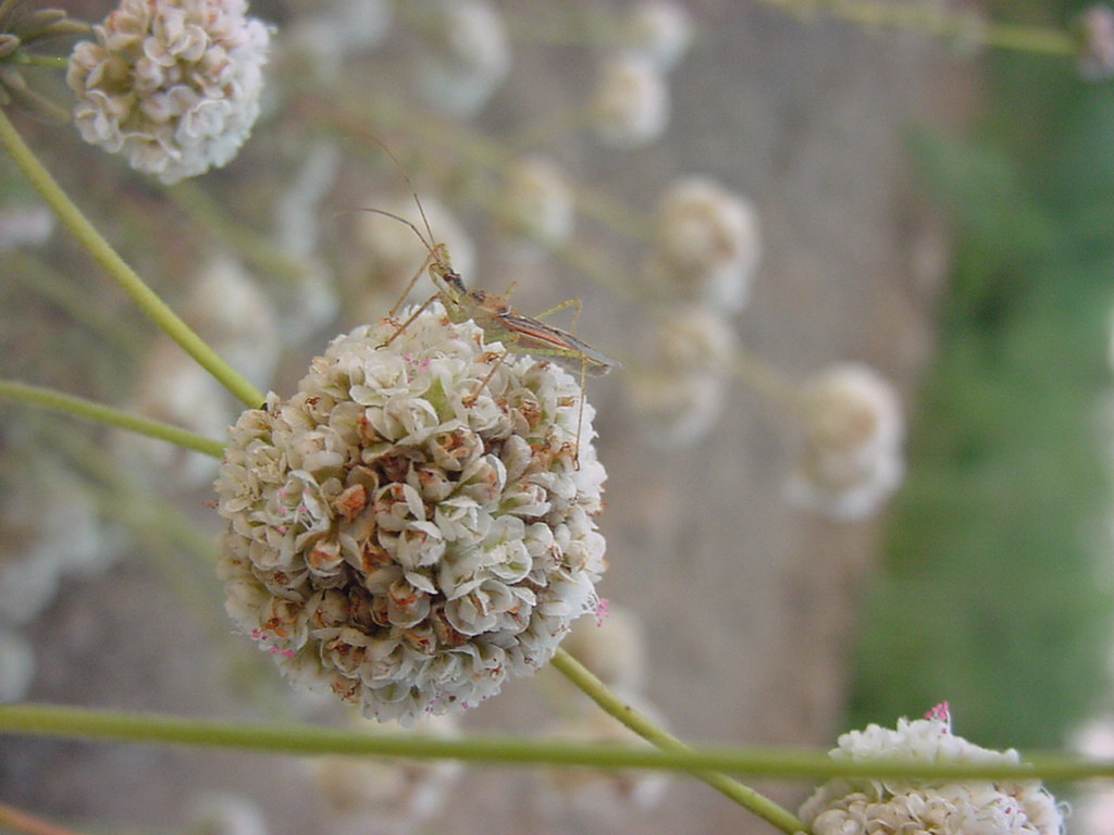Closeup of Assassin bug on buckwheat