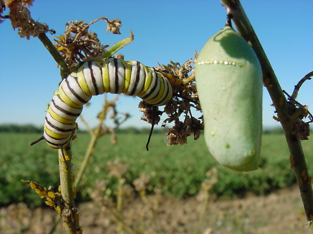 Close up of Monarch butterfly larva, chrysalis and oleander aphids on narrow leaf milkweed