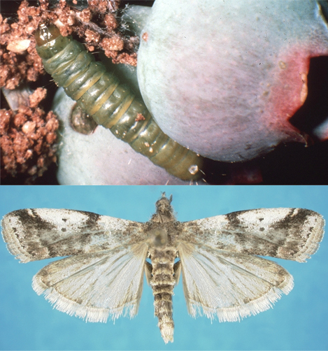 Cranberry fruitworm larva and adult moth