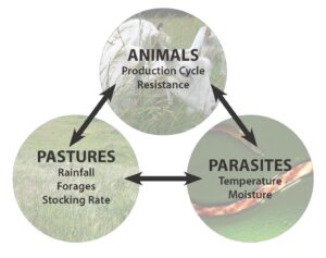 animal pasture parasite graphic