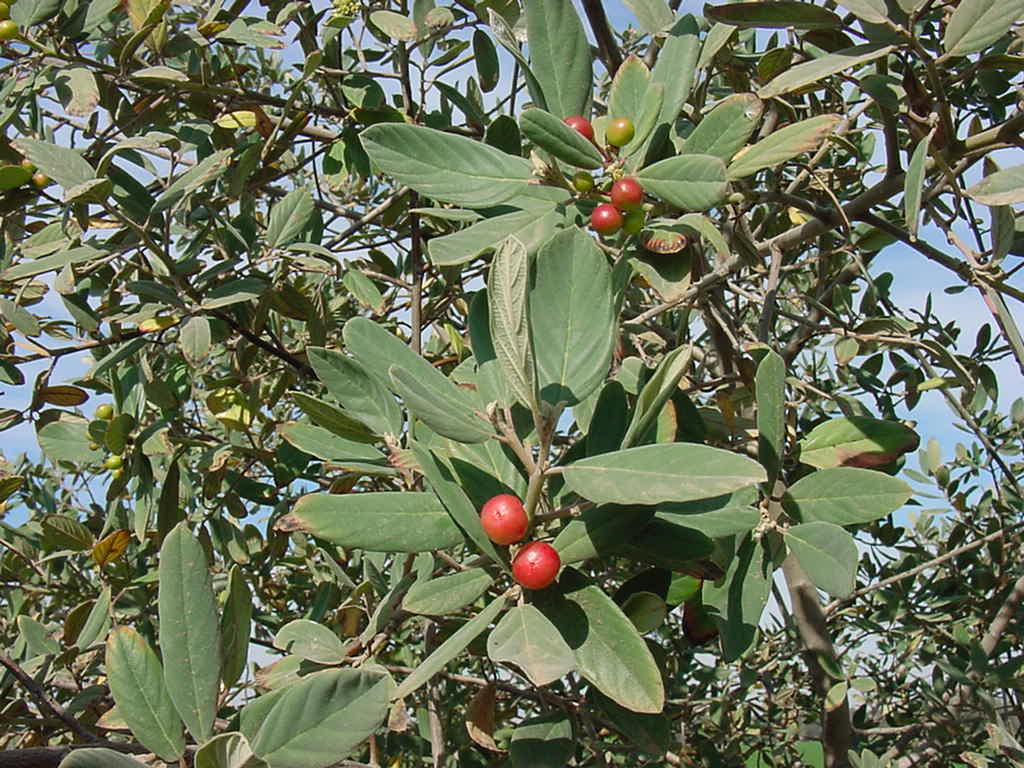 Coffee berries ripening